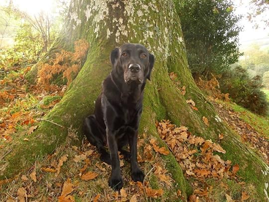 Underneath the oak