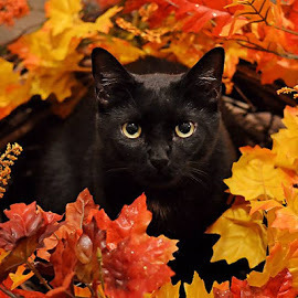Halloween cat in leaves