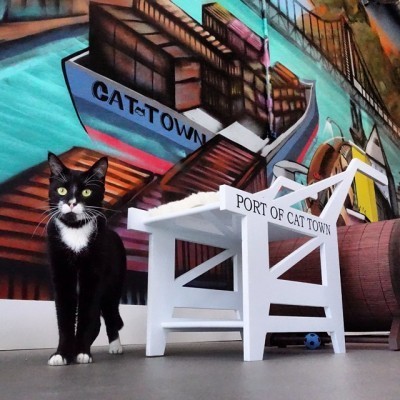 cat_cafe_oakland