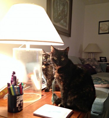 cats_with_lamp