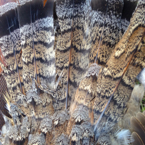 An Intermediate-phased Grouse, which is a mix between a gray and red phased bird. These are pretty rare in Idaho. 