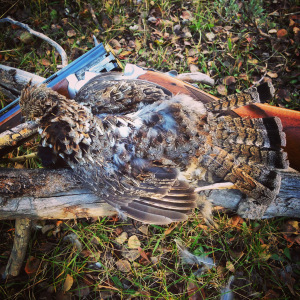 Every single Ruff is beautiful. 