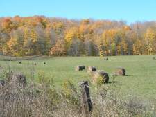 Colour across a hay field