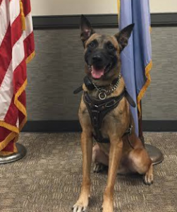 White House hero Hurricane, the Secret Service dog