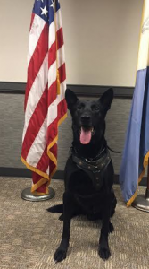 White House hero K9 Jordan