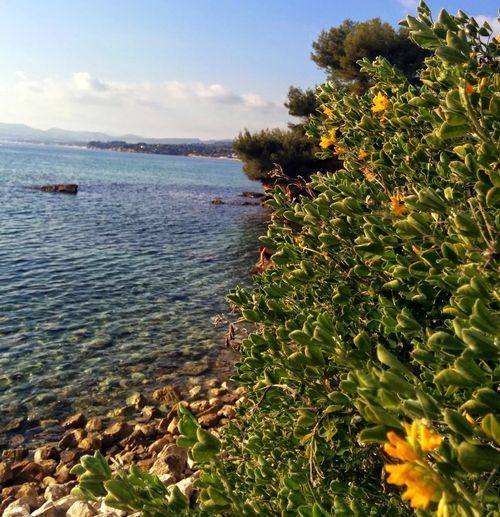 Mediterranean sea
