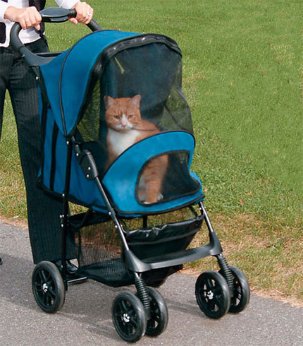 gato