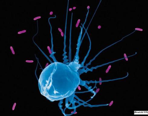 White_blood_cell_zombie_infection_the search for the last flower_story