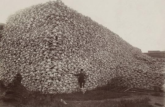 Bison