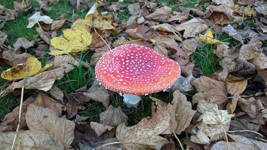 Toadstool