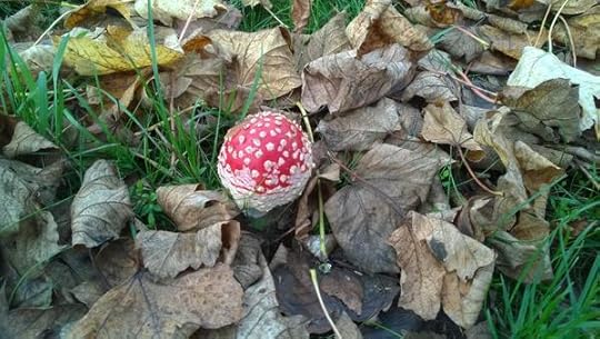 Baby toadstool