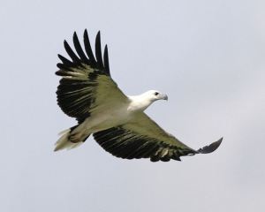 White belied Sea Eagle