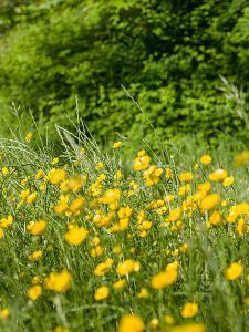 Field of Buttercups, England