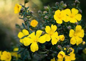 Wild_Buttercups, Perth, Australia