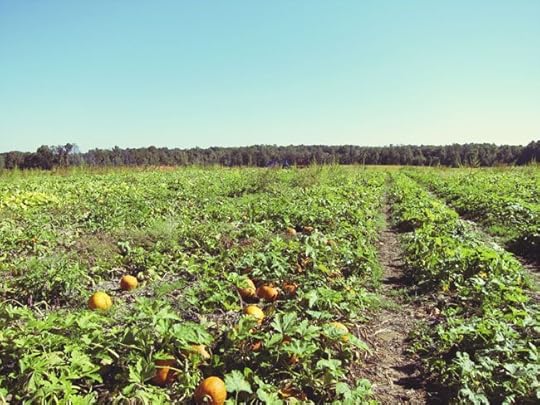 pumpkin-field-web