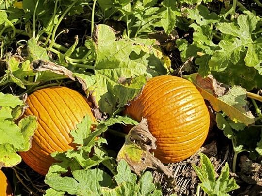 two-orange-pumpkins-web