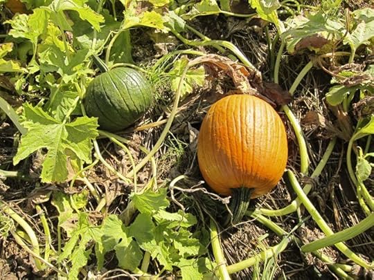 two-pumpkins-web