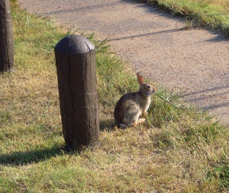 519.bunny windlass hill