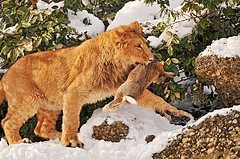 photo courtesy of flickr - by tambako https://www.flickr.com/photos/tambako/4304497784/