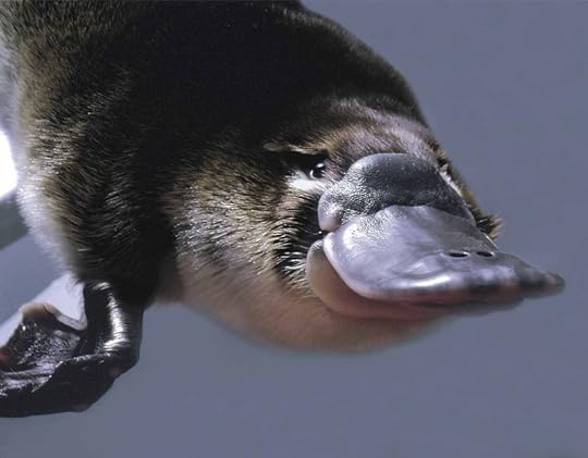 Platypus3_h
