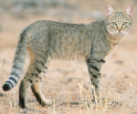 African wild cat