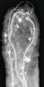 Snakes in an ibis mummy