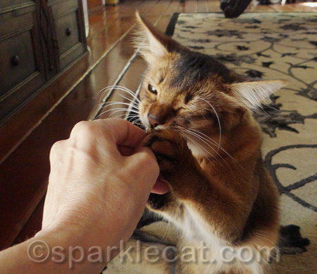 Don't worry, I did not bite my human's fingers like Binga does