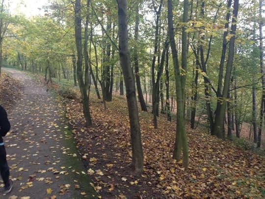 Wilson's Forest walkway