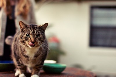 cat_eating
