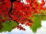 fall-autumn-colors-leaves-mexicanwave