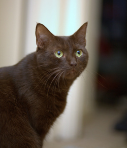Image by Dave Scelfo. Used under Creative Commons license 2.0