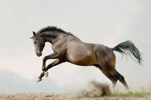 Bay Stallion