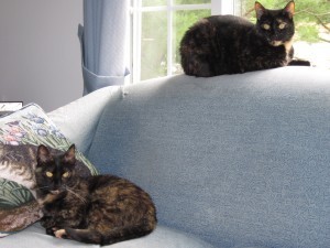 cats_on_sofa