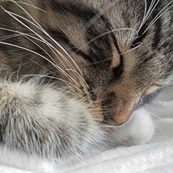 cat_sleeping