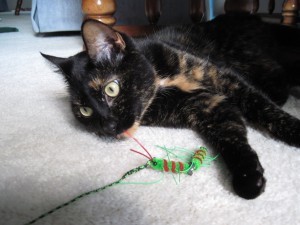 Allegra with Neko Flies Kattipede