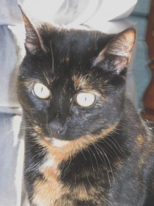 Conscious_Cat_Sunday_accept_what_is