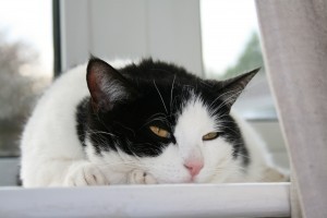 black_and_white_cat