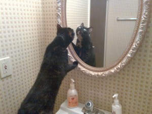 cat_looking_into_mirror