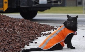 black_cat_crossing_guard