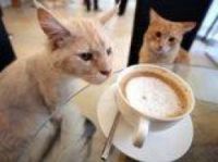 Paris_cat_cafe