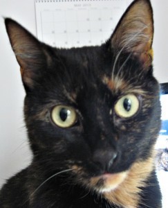 changing_a_cat's_name