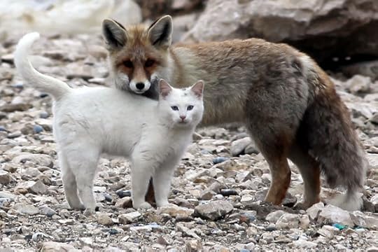 Cat-and-fox-are-best-friends-in-Van-Lake-Turkey-1
