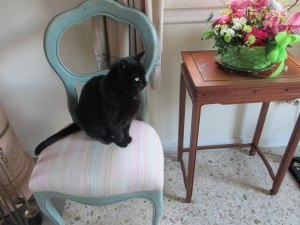 Sophie on chair