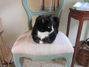 Charlie on chair
