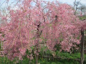 Cherry blossom