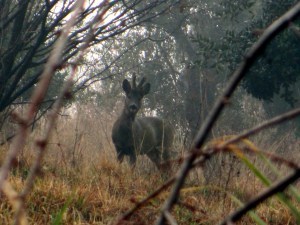 Deer
