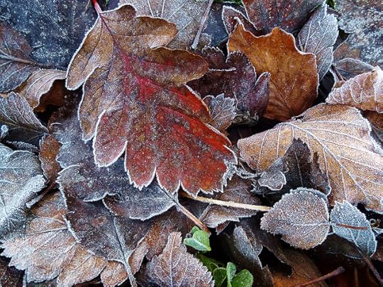 leaves_and_frost-alison_benbow
