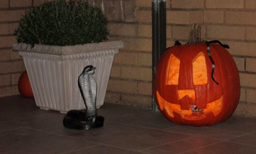 Jack-o-Lantern 2014