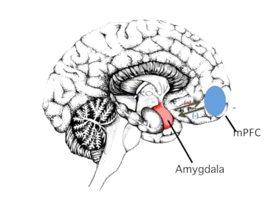 Brain, (viewed from side) showing mid-brain structures. The amygdala (marked in red), which is the first relay in the processing of stress stimuli, has tight and reciprocal connections to the medial prefrontal cortex (mPFC, marked in blue). Combined inhibitory and excitatory, so called top-down modulation, of the amygdala is necessary for normal stress coping. We believe that repetitive stress stimulation of the amygdala may lead to damage of the mPFC via targeted neurotransmitter release from the amygdla to mPFC, impaired stress modulation. This, in turn, causes further amygdala stimulation of the mPFC, leading to a cortical thinning in this region (as shown in figure 1), as well as the described cognitive symptoms.