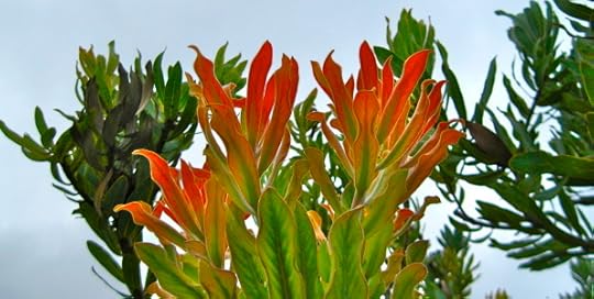 Protea Leaf Tips by Rosa Say